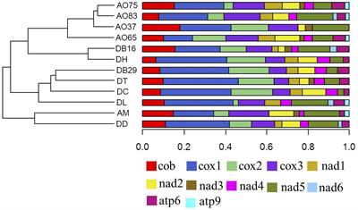 Comparative Analyses of Mitochondrial Genomes Provide Evolutionary Insights Into Nematode-Trapping Fungi